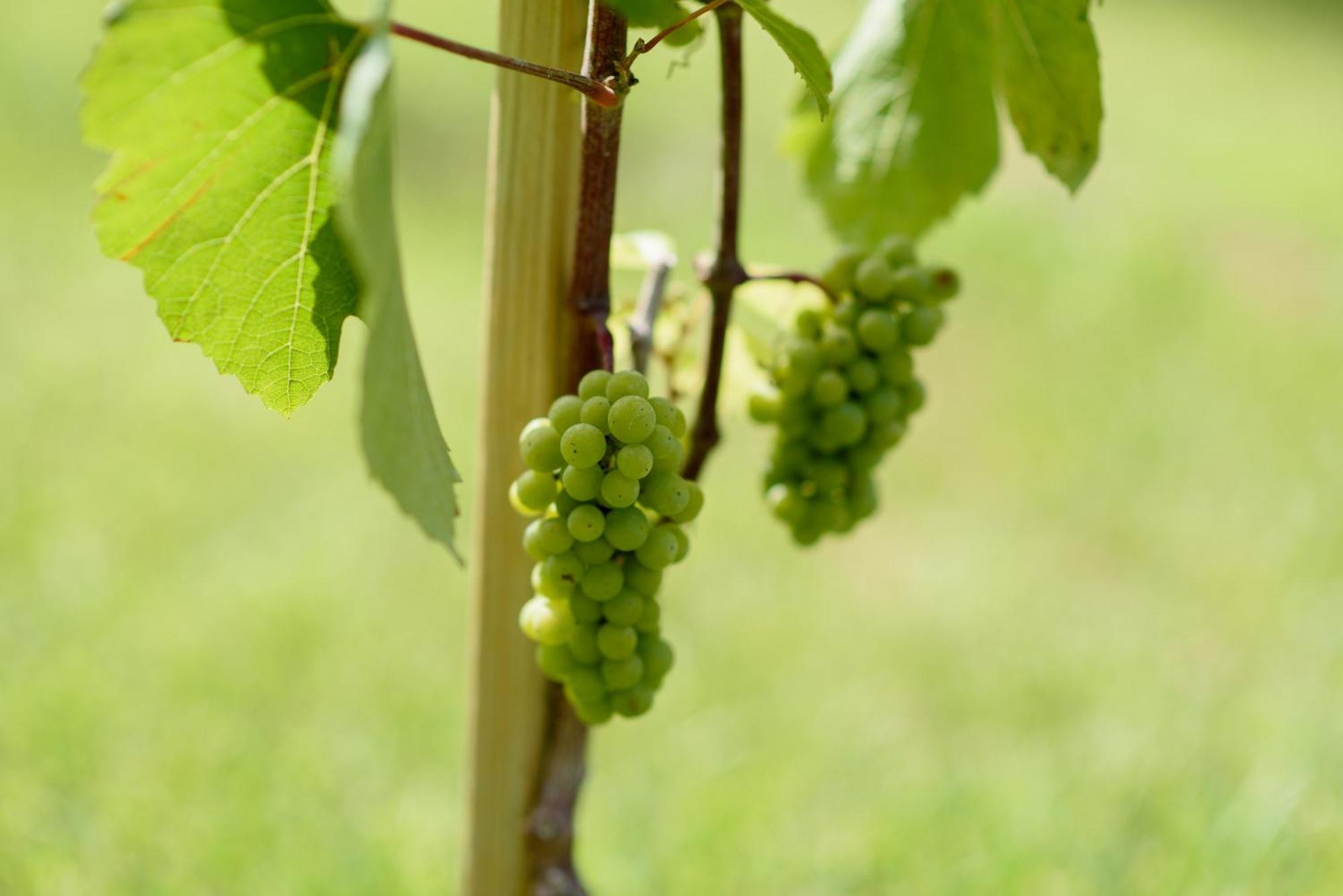 Leone De Castris Wine Hotel Salice Salentino Esterno foto